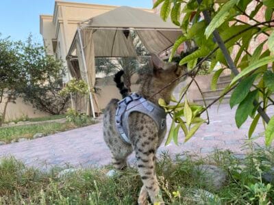 Savannah Cat F6