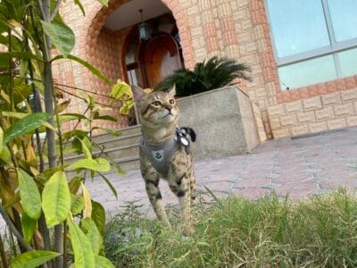 Savannah Cat F6