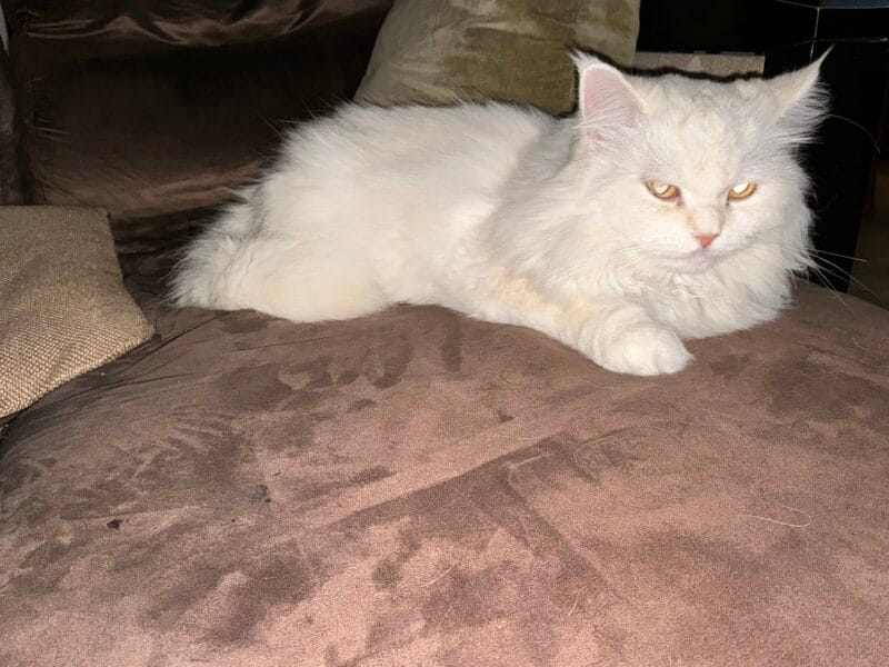 Persian Cat Female for adoption