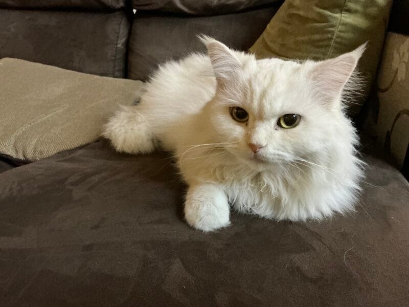 Persian Cat Female for adoption