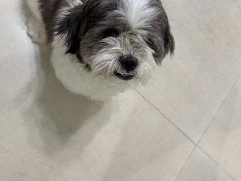 Havanese Female for adoption