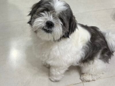 Havanese Female for adoption