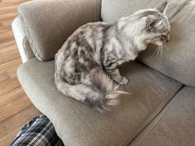 Cat with marble texture grey and black male