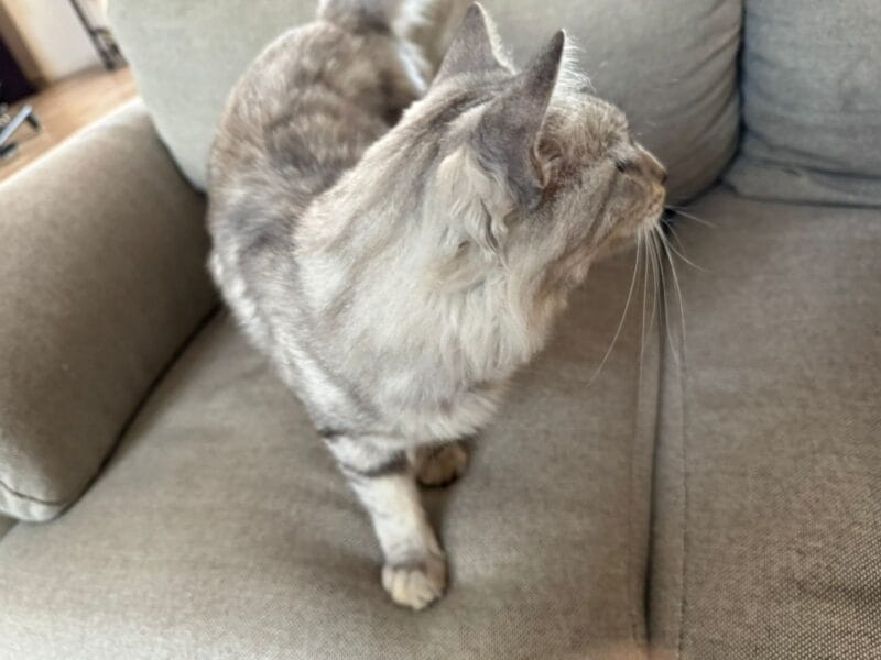 Cat with marble texture grey and black male